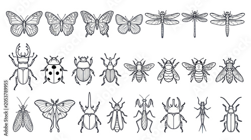 Cuadro en lienzo Insects Butterflies Beetles Dragonflies Moths.