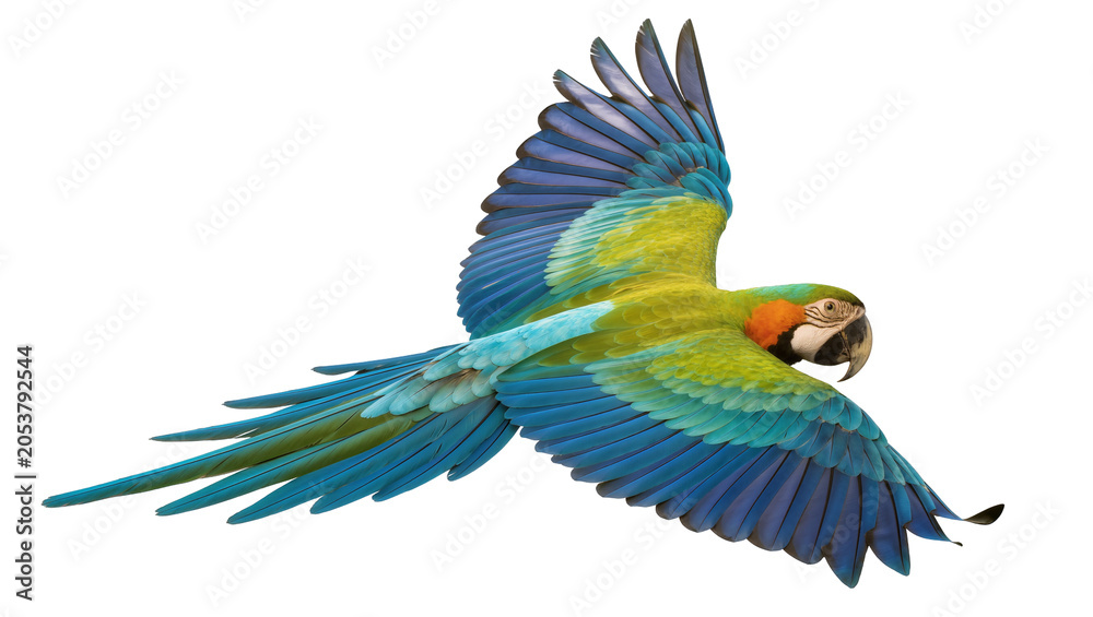 Obraz premium Blue and yellow macaw parrot flying with wings spread