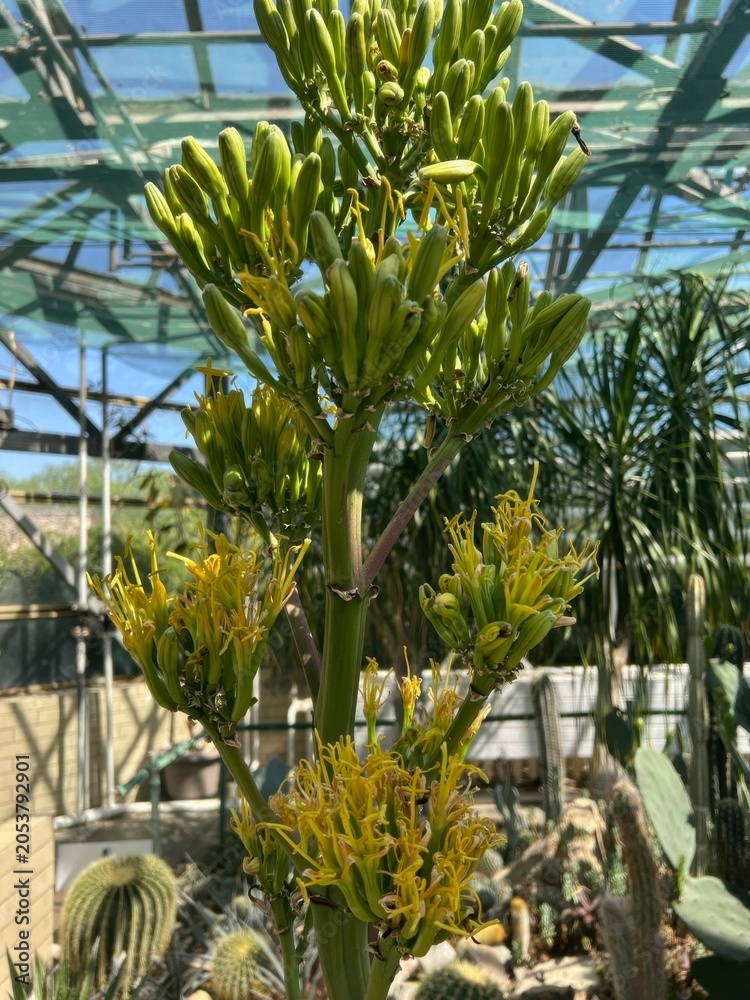 Fototapeta premium Tall agave flower blooming in cactus greenhouse with exotic desert botanical atmosphere scene