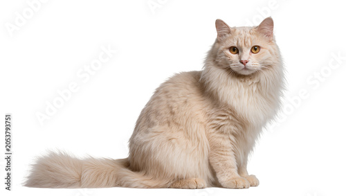 Fluffy cream cat with amber eyes sitting