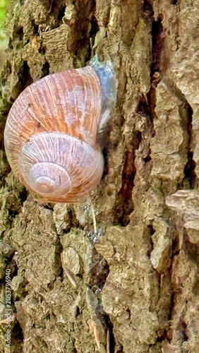 Schnecke