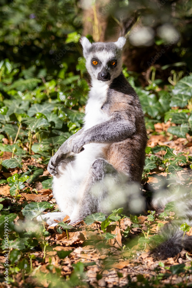Fototapeta premium ring tailed lemur catta