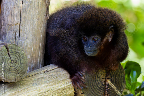 Canvas Print Monkey in the tree