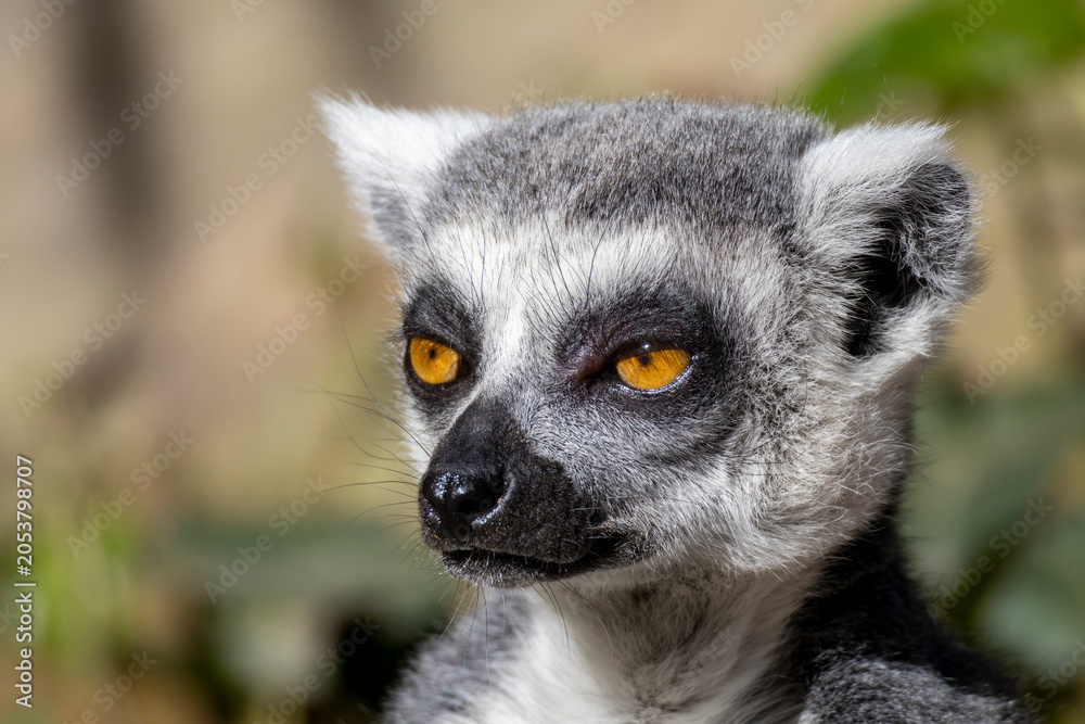 Fototapeta premium ring tailed lemur catta