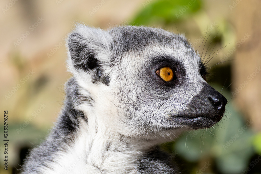 Fototapeta premium ring tailed lemur catta