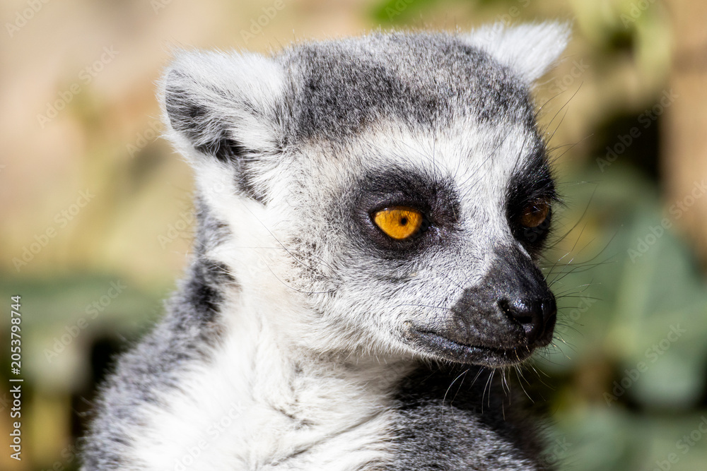 Fototapeta premium ring tailed lemur catta