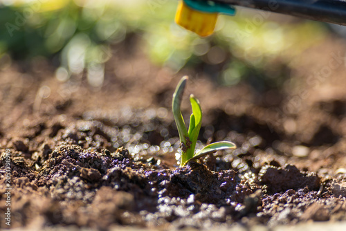 Fotografie Water drips into the soil and plants in a drip irrigation system in slow motion