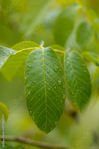 Water droplets on walnut leaves after rain