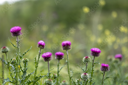 A picture of Silybum marianum plant growing with the arrival of spring.