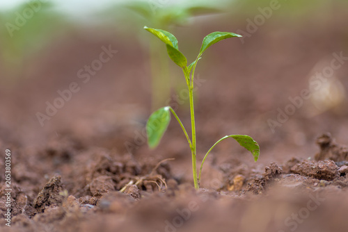 Planting and growing pepper seedlings in the soil that is tilled with the arrival of spring.