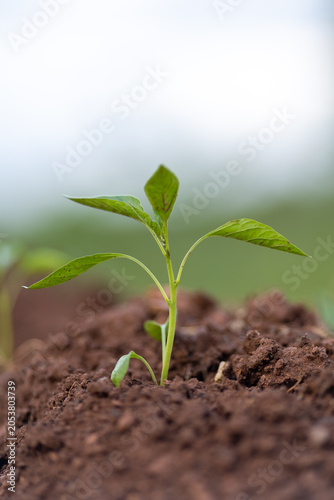 Planting and growing pepper seedlings in the soil that is tilled with the arrival of spring.