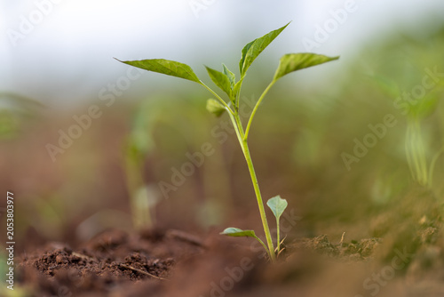 Planting and growing pepper seedlings in the soil that is tilled with the arrival of spring.