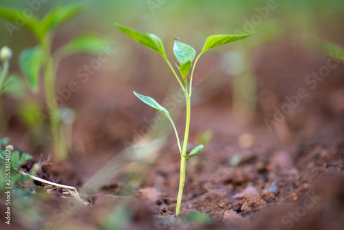 Planting and growing pepper seedlings in the soil that is tilled with the arrival of spring.