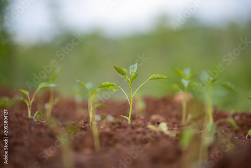 Planting and growing pepper seedlings in the soil that is tilled with the arrival of spring.