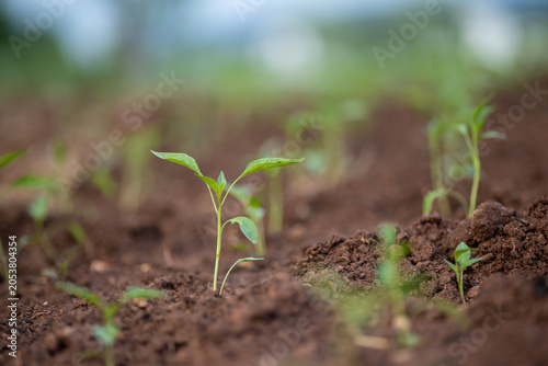 Planting and growing pepper seedlings in the soil that is tilled with the arrival of spring.