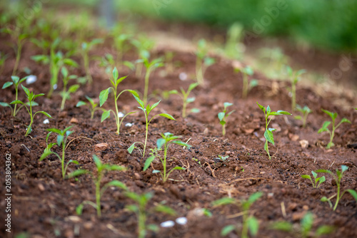 Planting and growing pepper seedlings in the soil that is tilled with the arrival of spring.