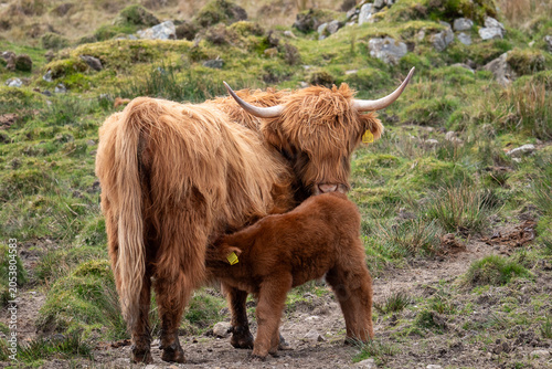 Fotografie Highland Coo