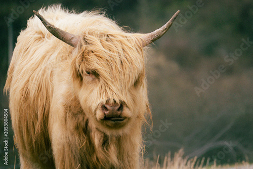 Schilderij op canvas Highland Coo