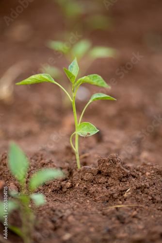 Planting and growing pepper seedlings in the soil that is tilled with the arrival of spring.