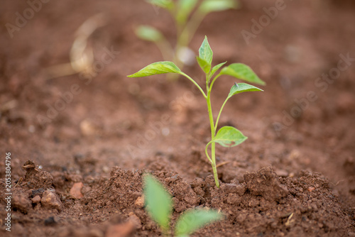 Planting and growing pepper seedlings in the soil that is tilled with the arrival of spring.