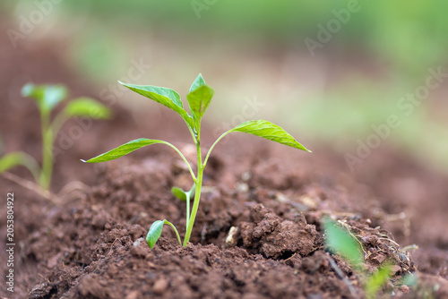 Planting and growing pepper seedlings in the soil that is tilled with the arrival of spring.
