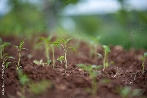 Planting and growing pepper seedlings in the soil that is tilled with the arrival of spring.