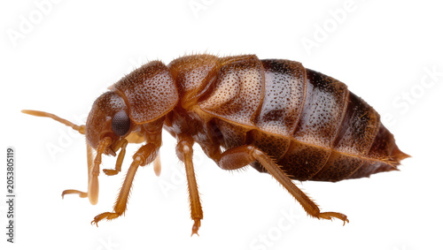 Tableau sur toile Brown insect with segmented body and antennae