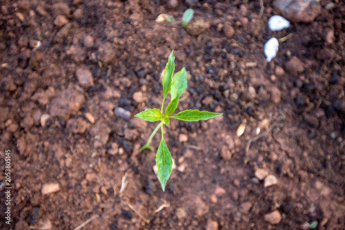 Planting and growing pepper seedlings in the soil that is tilled with the arrival of spring.