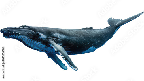 Tablou pe pânză Humpback whale swimming underwater with pectoral fins extended