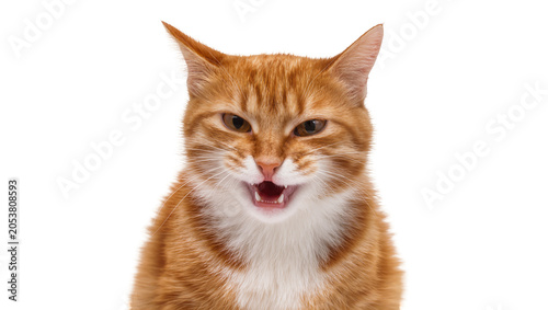 Canvas Print Orange tabby cat with mouth open, showing teeth and tongue