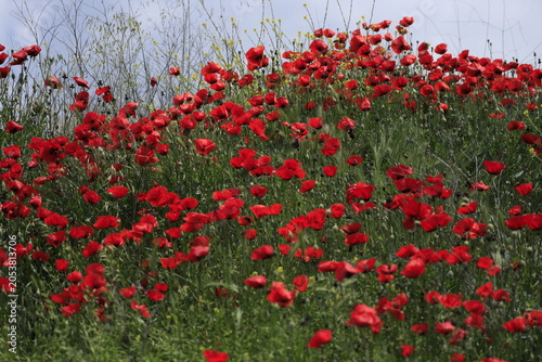 Red poppy flower blooming in the green field during spring season.