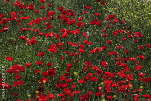 Red poppy flower blooming in the green field during spring season.