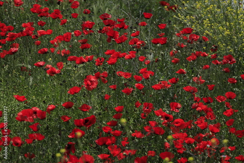 Red poppy flower blooming in the green field during spring season.