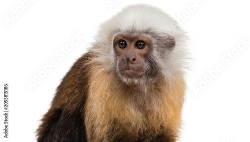 Photos White-headed Capuchin monkey with fluffy white head fur and brown fur