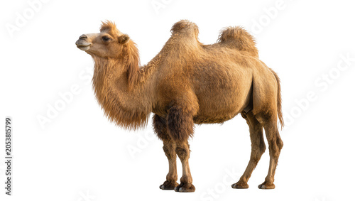 Картината върху платно Dromedary camel with one hump tan fur, standing profile view