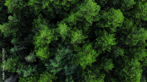 Majestic green spruce trees aerial shot. Sustainable Earth. Wild nature forest scenery levitation in summertime. Beautiful woodland from above. Growth vitality. Park countryside landscape drone view