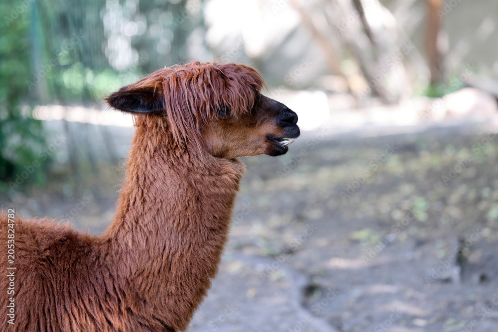 Fototapeta premium Alpaca in a clearing