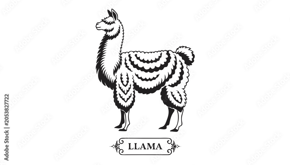 Fototapeta premium Very beautiful black-and-white engraved vector illustration featuring a LLAMA with detailed fur textures and a decorative breed label reading 
