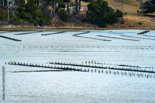 Oyster Farm on Bruny Island - Tasmania