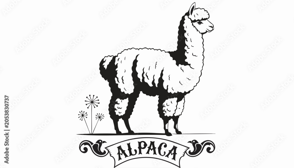 Fototapeta premium Very beautiful black-and-white engraved vector illustration featuring an ALPACA with luxurious wool textures and a decorative breed label reading 