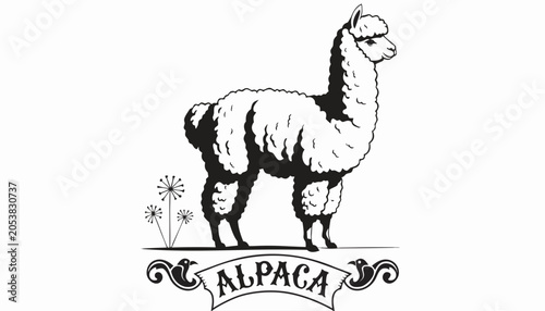 Photos Very beautiful black-and-white engraved vector illustration featuring an ALPACA