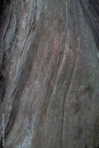 tree bark texture