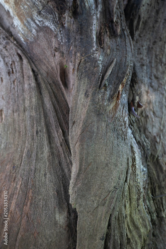 Dark Weathered Wood Grain Texture Background with Natural Organic Patterns