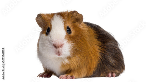 Konstfotografi Guinea pig with brown white, and black fur sitting down