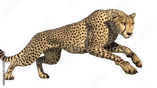 Tableau sur toile Cheetah running fast with spotted fur and yellow eyes