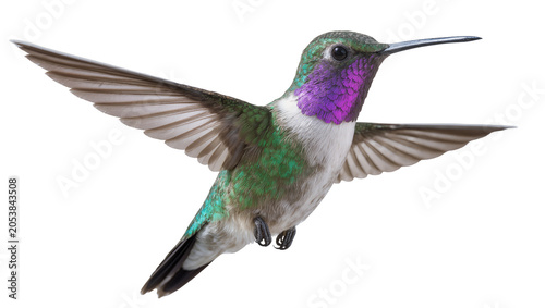 Fotografija Hummingbird with iridescent green feathers and purple throat in flight