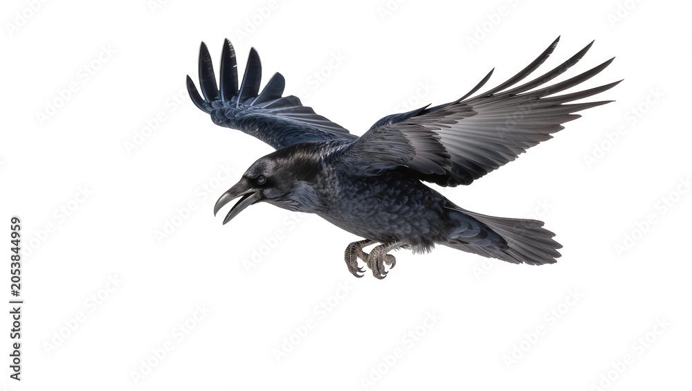 Obraz premium Black raven bird with open wings flying