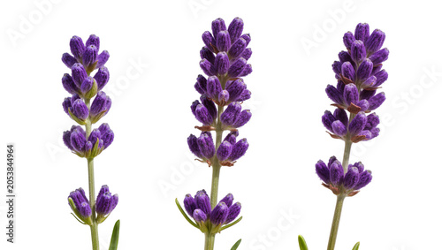 Foto Three purple lavender flower spikes with green stems