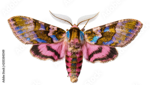 Foto Pink and yellow moth with blue markings and feathery antennae