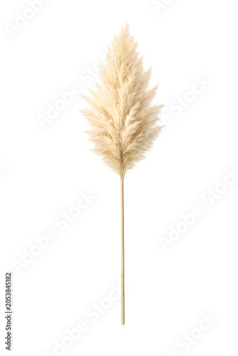 Hyperrealistic Pampas Grass Feathery Plume Stem Isolated on Transparent Background PNG — Boho Cream Beige Botanical Clipart for Wedding Home Decor and Lifestyle Product Packaging Design
